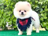 Sevimli Pomeranian