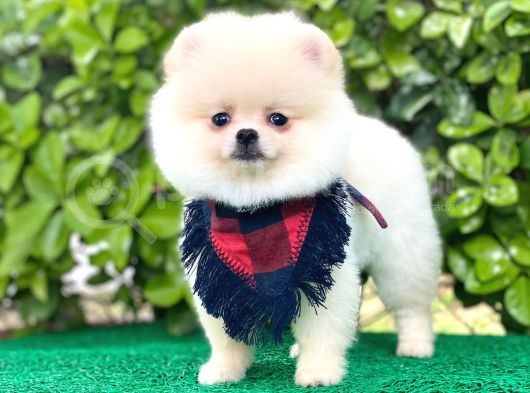 Sevimli Pomeranian görsel