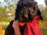 Siyah İnci Toy Poodle Bebeğimiz