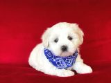 Yavru Malti̇poo