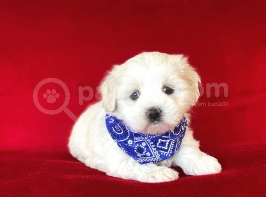 Yavru Malti̇poo görsel
