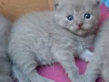 British-Scottish Fold Kardeşler