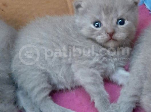 British-Scottish Fold Kardeşler görsel