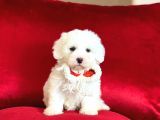 Yavru Maltipoo