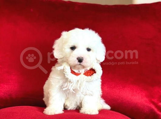 Yavru Maltipoo görsel