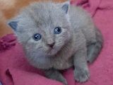 British-Scottish Fold Kardeşler