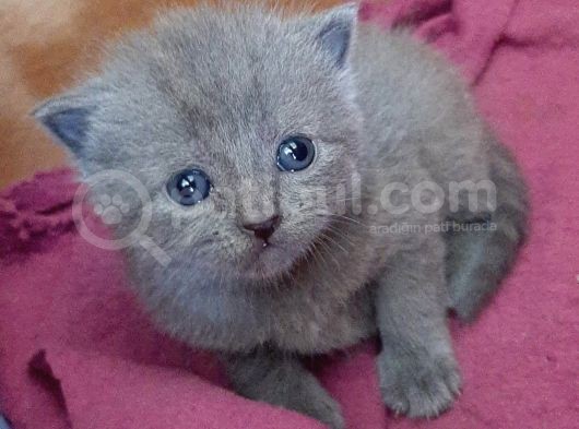 British-Scottish Fold Kardeşler görsel