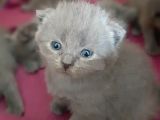 British-Scottish Fold Kardeşler