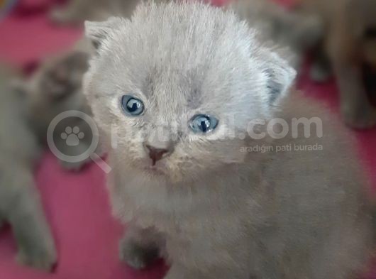 British-Scottish Fold Kardeşler görsel