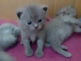 British-Scottish Fold Kardeşler
