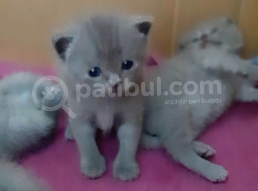 British-Scottish Fold Kardeşler görsel