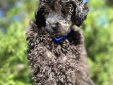 Sevimli Silver Toy Poodle Bebek