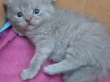 British-Scottish Fold Kardeşler