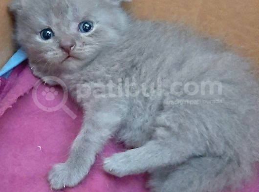 British-Scottish Fold Kardeşler görsel