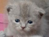 British-Scottish Fold Kardeşler