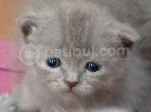 British-Scottish Fold Kardeşler görsel