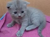 British-Scottish Fold Kardeşler