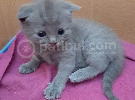 British-Scottish Fold Kardeşler görsel