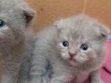 British-Scottish Fold Kardeşler