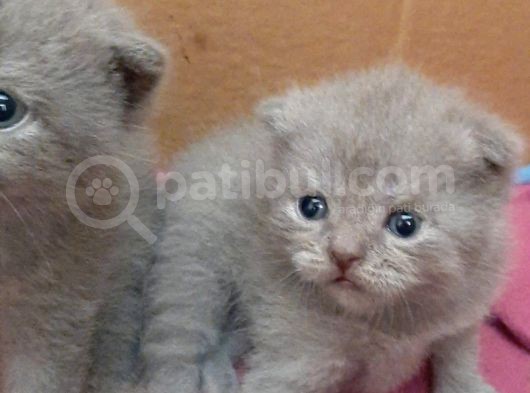 British-Scottish Fold Kardeşler görsel