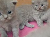 British-Scottish Fold Kardeşler