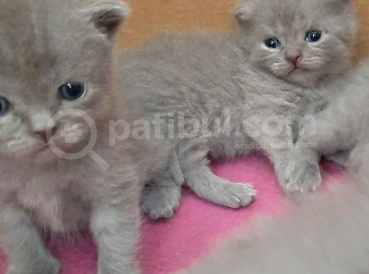 British-Scottish Fold Kardeşler görsel