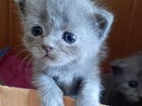 British-Scottish Fold Kardeşler