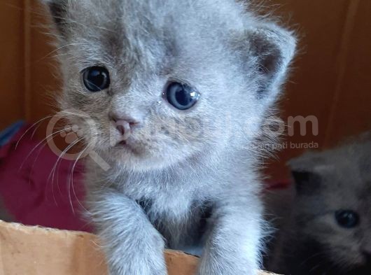 British-Scottish Fold Kardeşler görsel