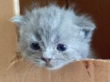 British-Scottish Fold Kardeşler