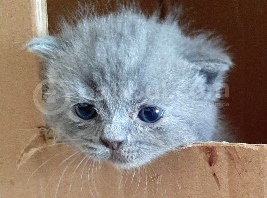 British-Scottish Fold Kardeşler görsel
