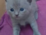 British-Scottish Fold Kardeşler