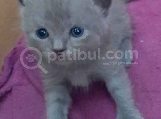 British-Scottish Fold Kardeşler görsel