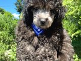 Sevimli Silver Toy Poodle Bebek