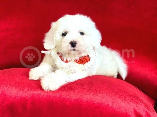 Yavru Maltipoo görsel