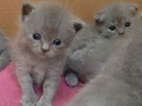 British-Scottish Fold Kardeşler