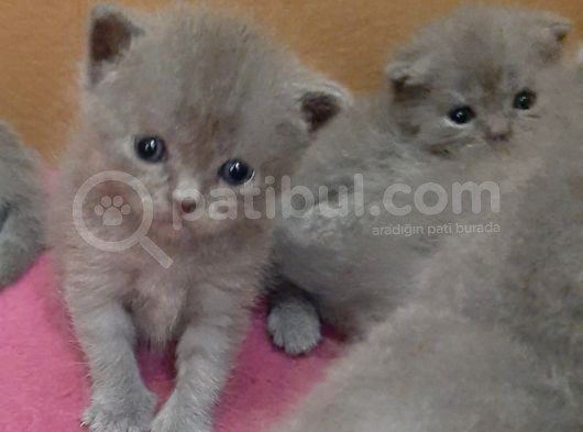British-Scottish Fold Kardeşler görsel