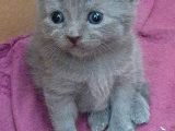 British-Scottish Fold Kardeşler