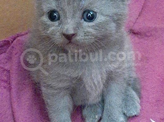 British-Scottish Fold Kardeşler görsel