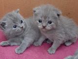 British-Scottish Fold Kardeşler