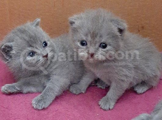British-Scottish Fold Kardeşler görsel