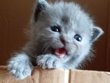 British-Scottish Fold Kardeşler