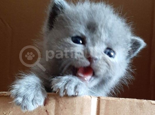 British-Scottish Fold Kardeşler görsel