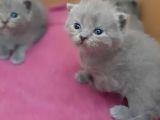 British-Scottish Fold Kardeşler