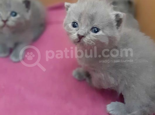 British-Scottish Fold Kardeşler