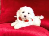 Yavru Maltipoo
