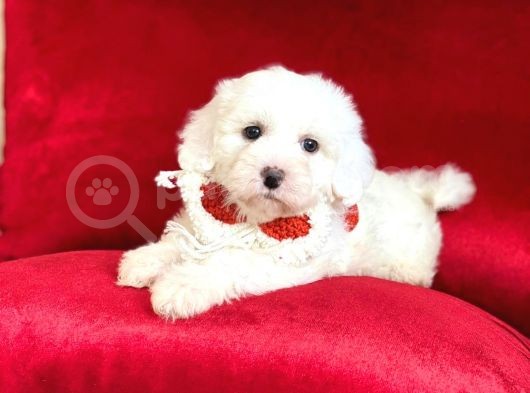 Yavru Maltipoo görsel
