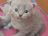 British-Scottish Fold Kardeşler