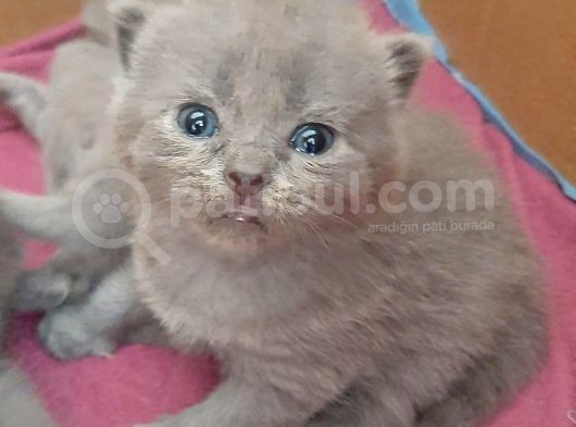 British-Scottish Fold Kardeşler görsel
