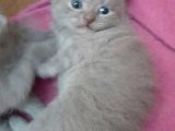 British-Scottish Fold Kardeşler