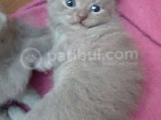 British-Scottish Fold Kardeşler görsel
